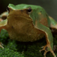 Illustration for article titled In this species of frog, males rear the young... in their mouths
